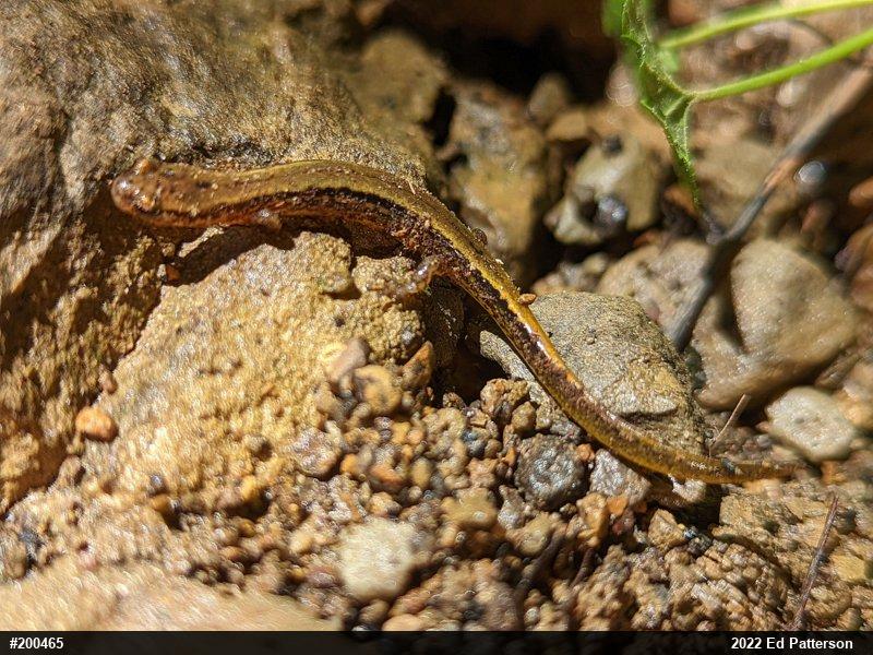 Northern Two-lined Salamander