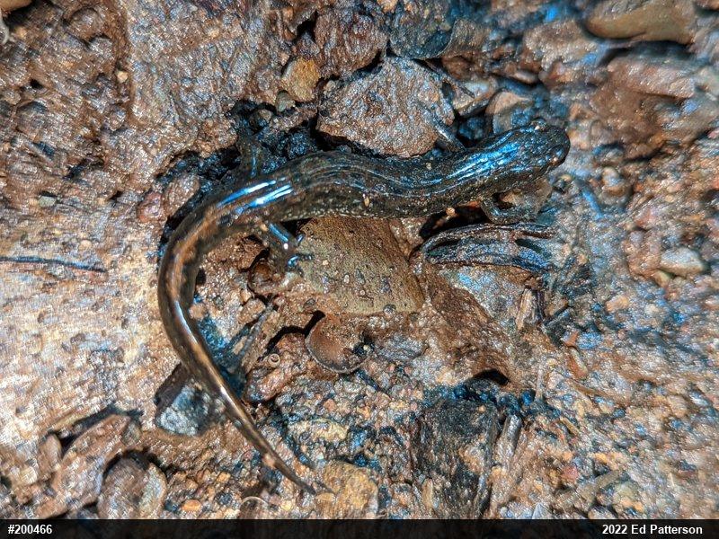 Northern Dusky Salamander