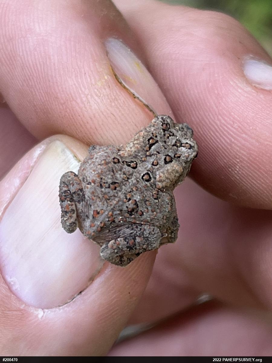 Eastern American Toad