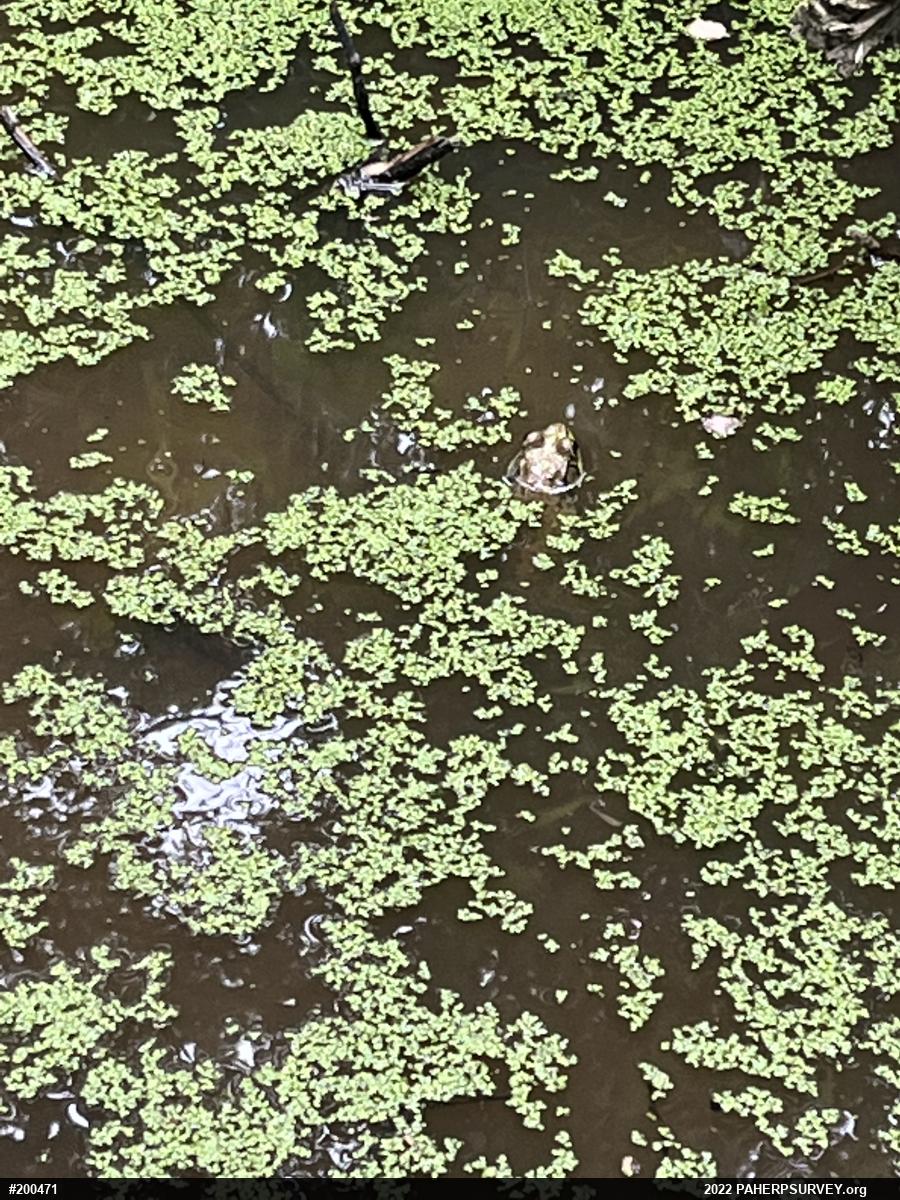 Green Frog
