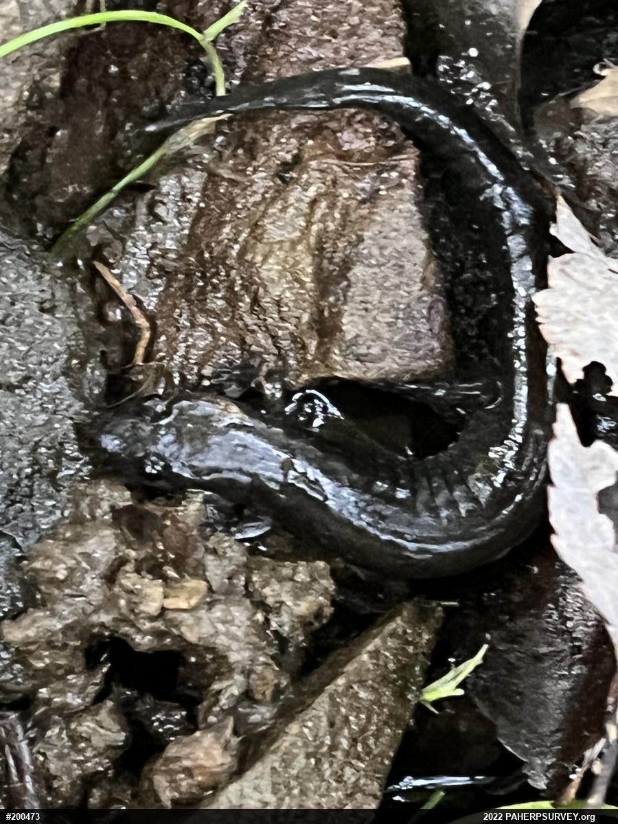 Northern Dusky Salamander