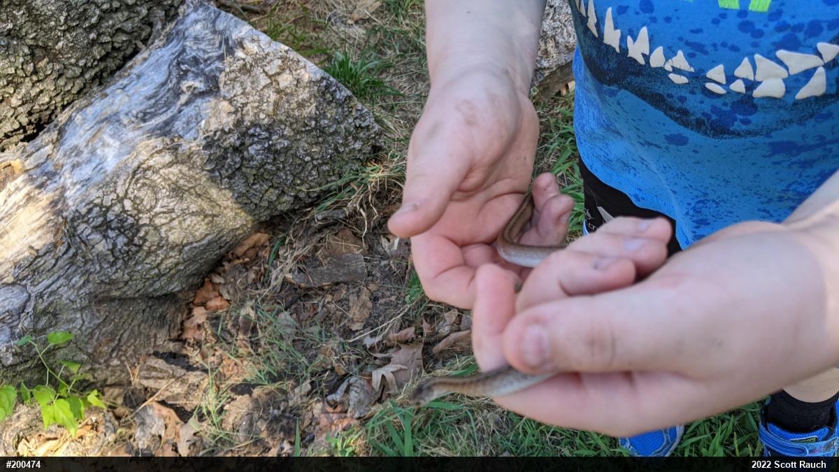 Dekay's Brownsnake