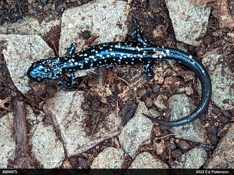 Northern Slimy Salamander