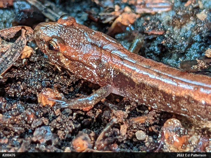 Allegheny Mountain Dusky Salamander