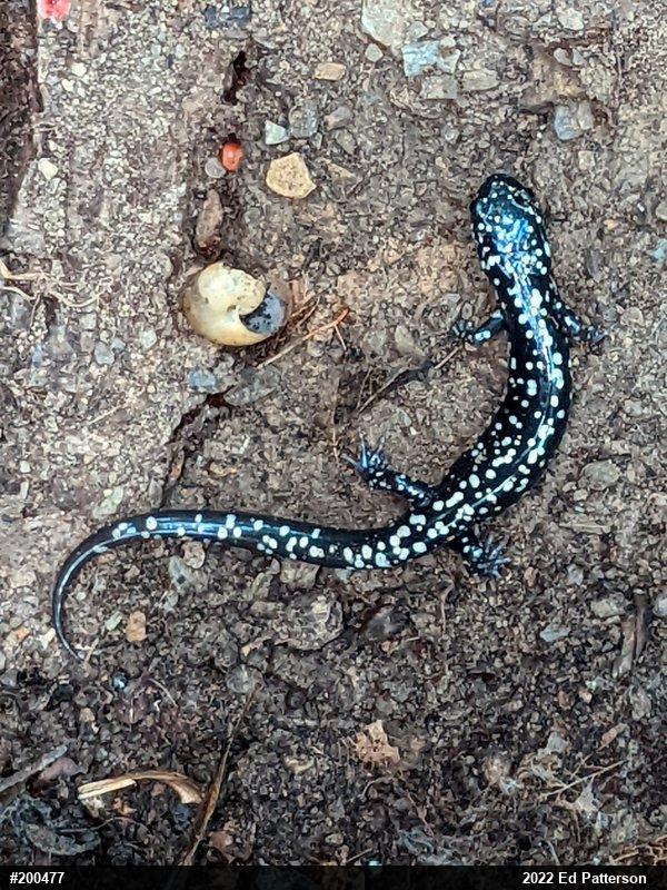 Northern Slimy Salamander