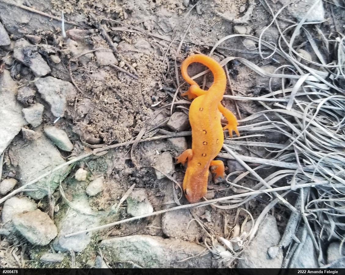 Red-spotted Newt