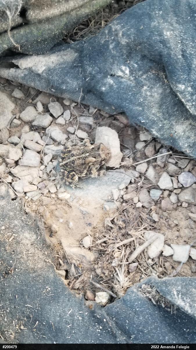 Eastern American Toad