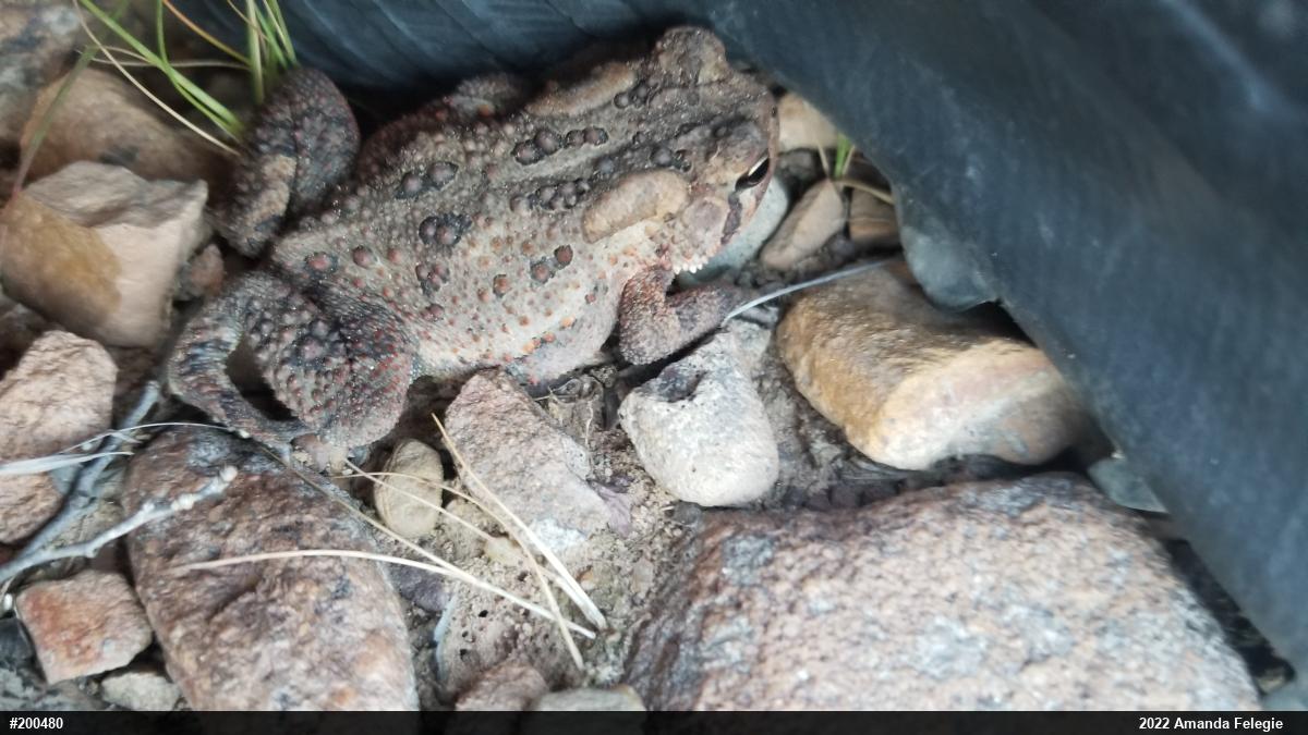 Eastern American Toad