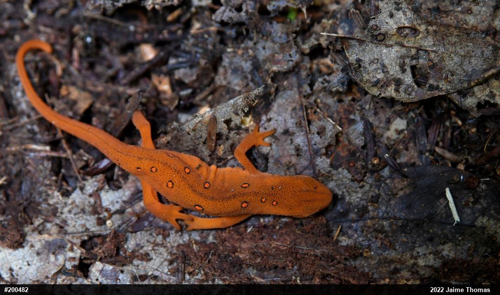 Red-spotted Newt