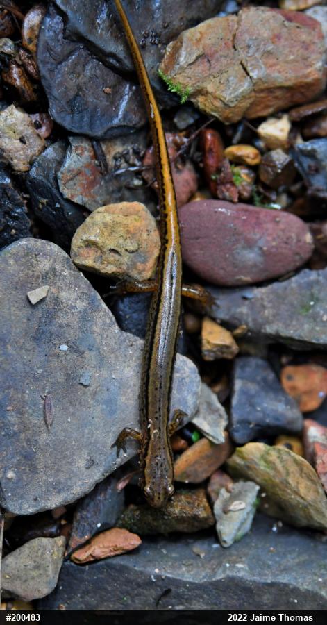 Northern Two-lined Salamander
