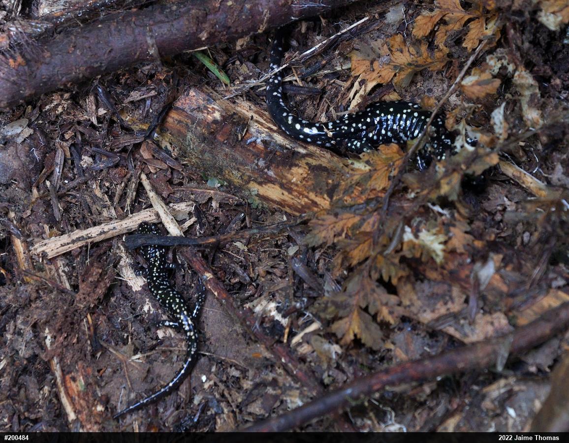 Northern Slimy Salamander