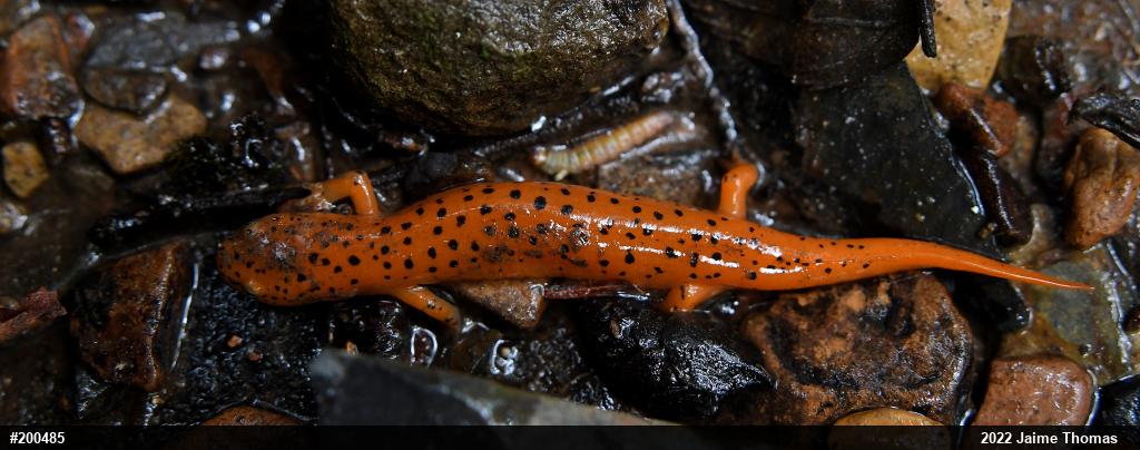 Northern Red Salamander