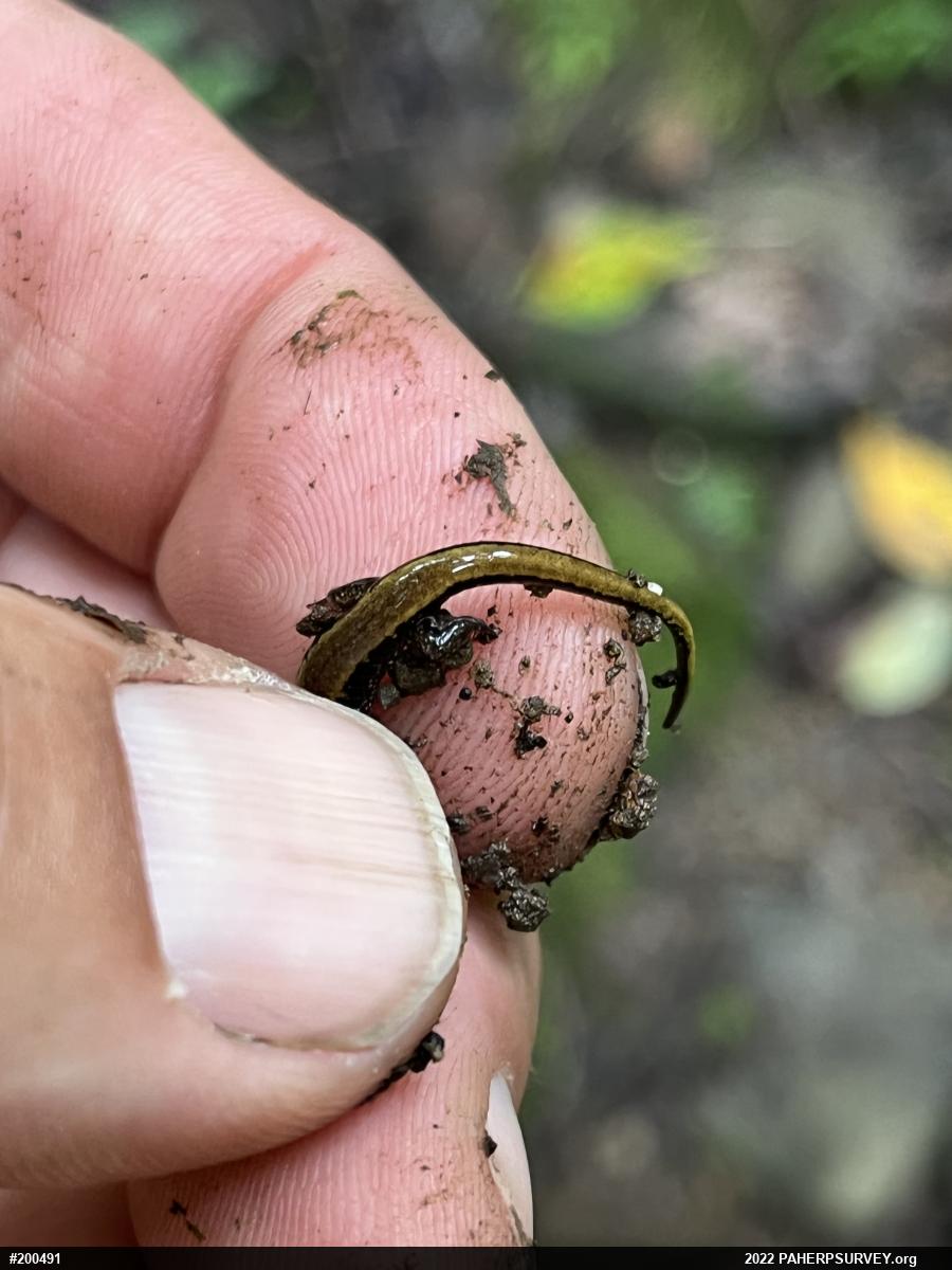 Allegheny Mountain Dusky Salamander