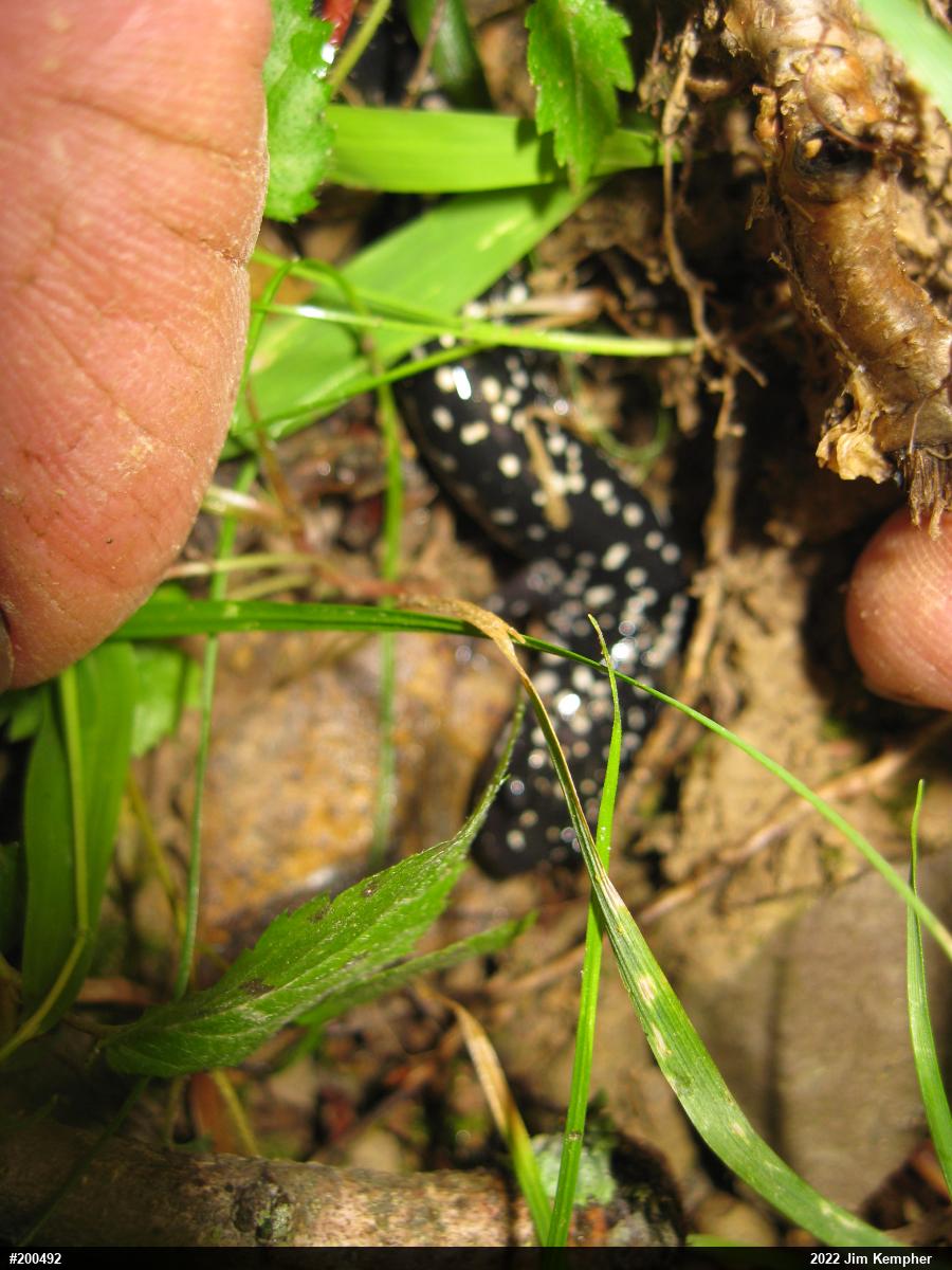 Northern Slimy Salamander