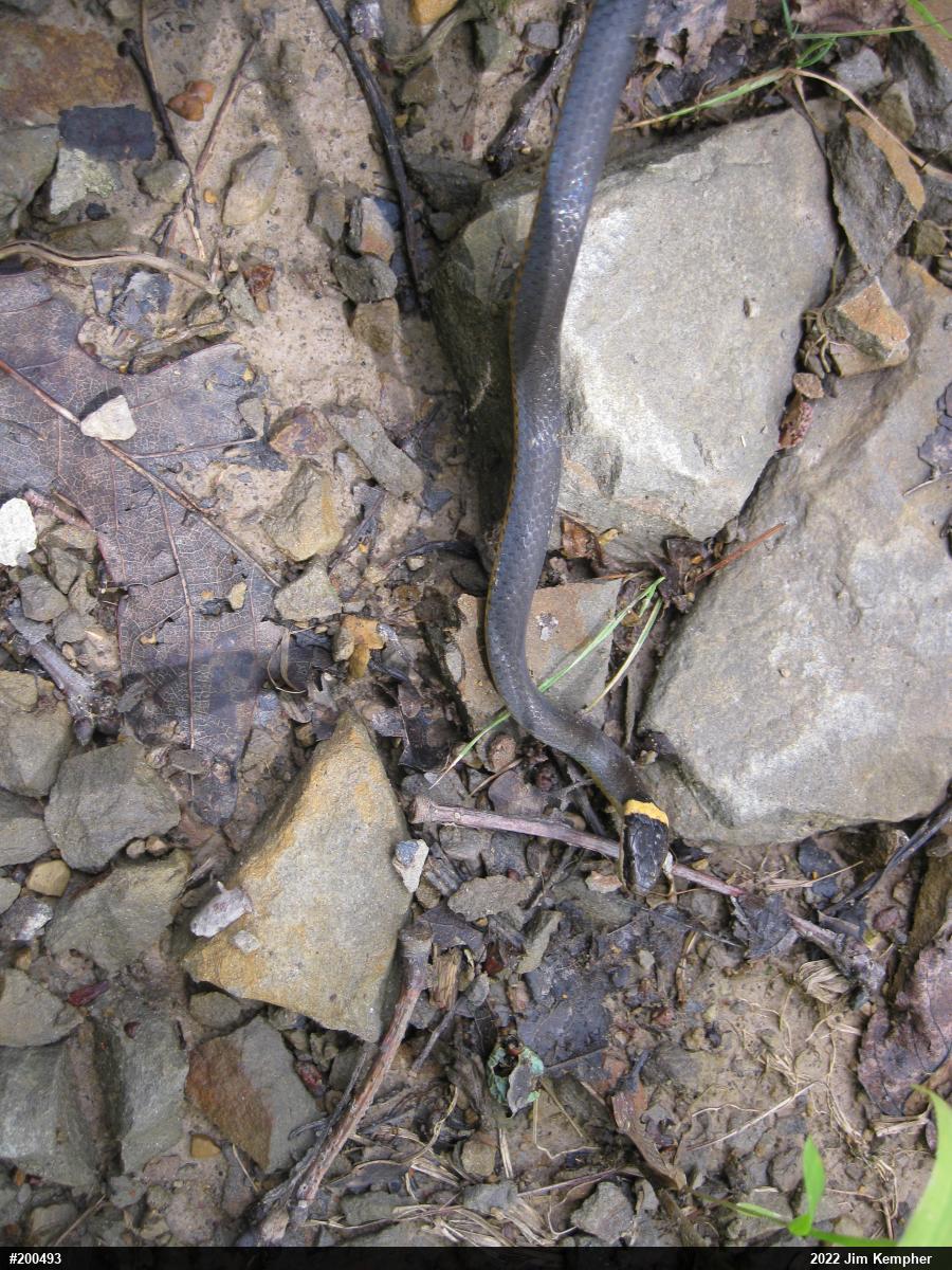 Northern Ring-necked Snake