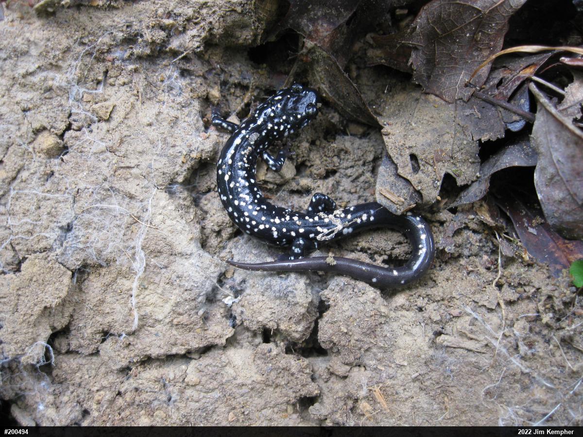 Northern Slimy Salamander