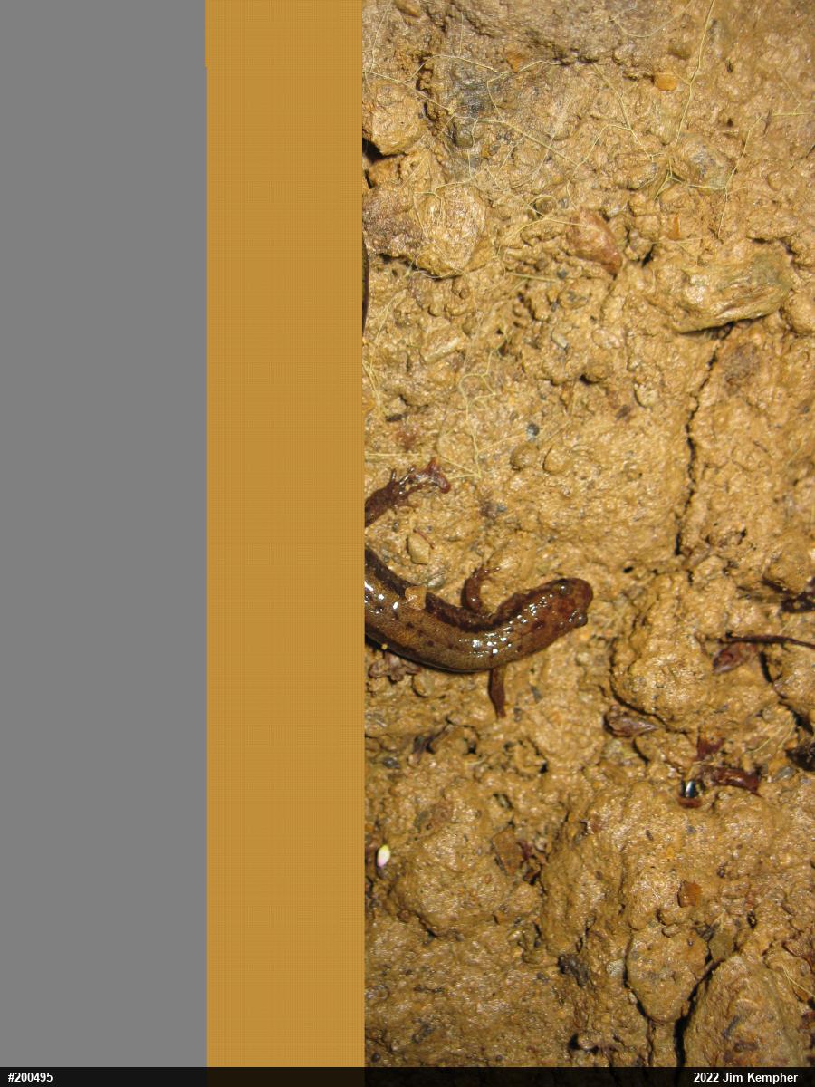 Allegheny Mountain Dusky Salamander