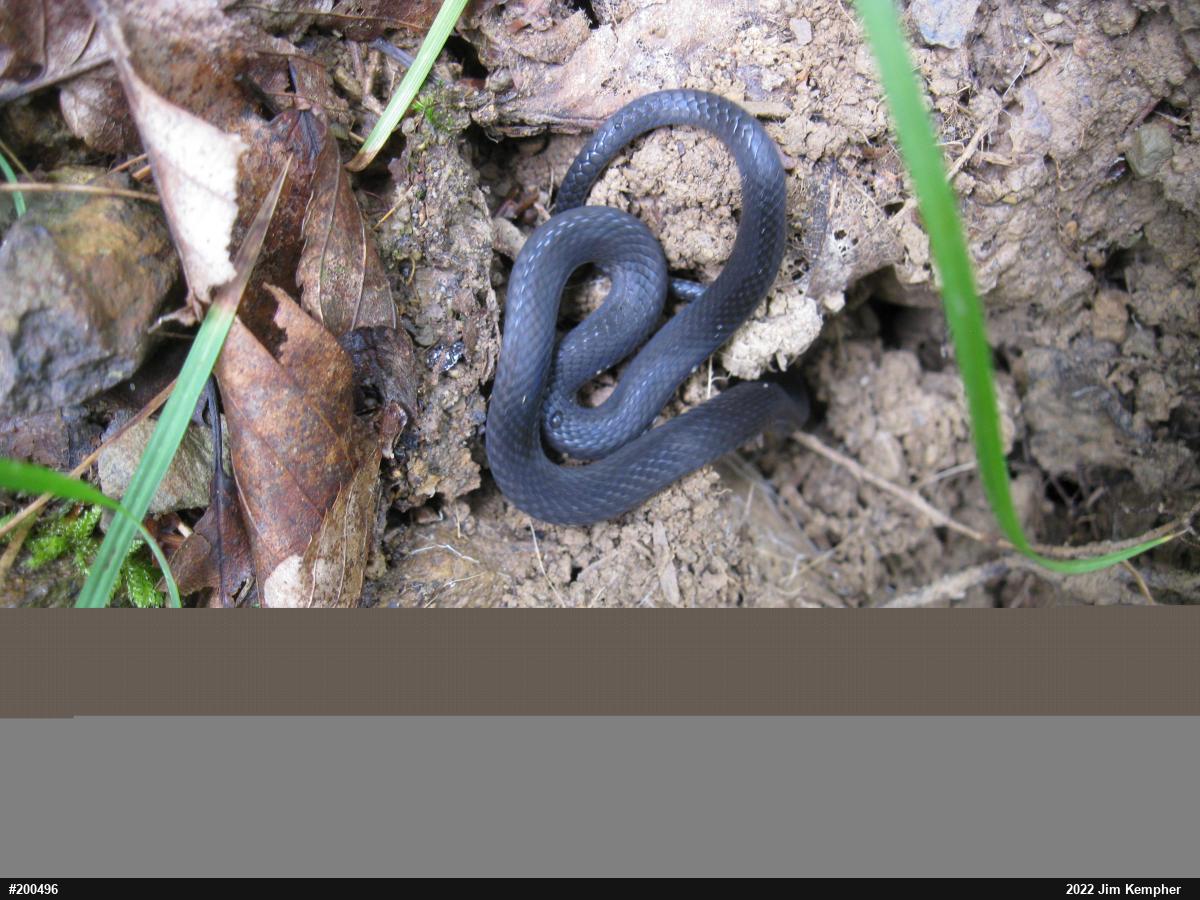 Northern Ring-necked Snake