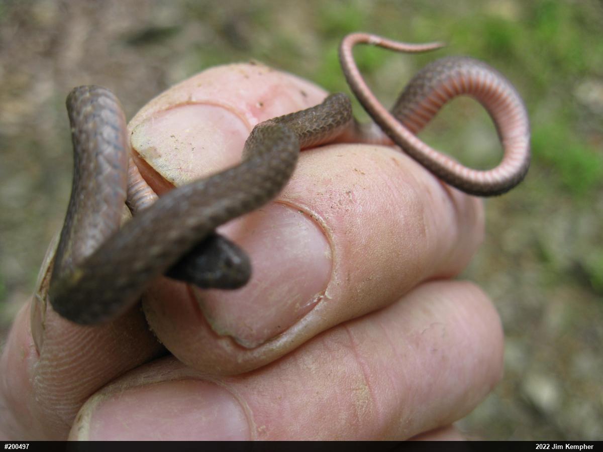 Red-bellied Snake