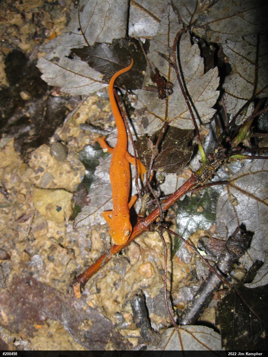 Red-spotted Newt