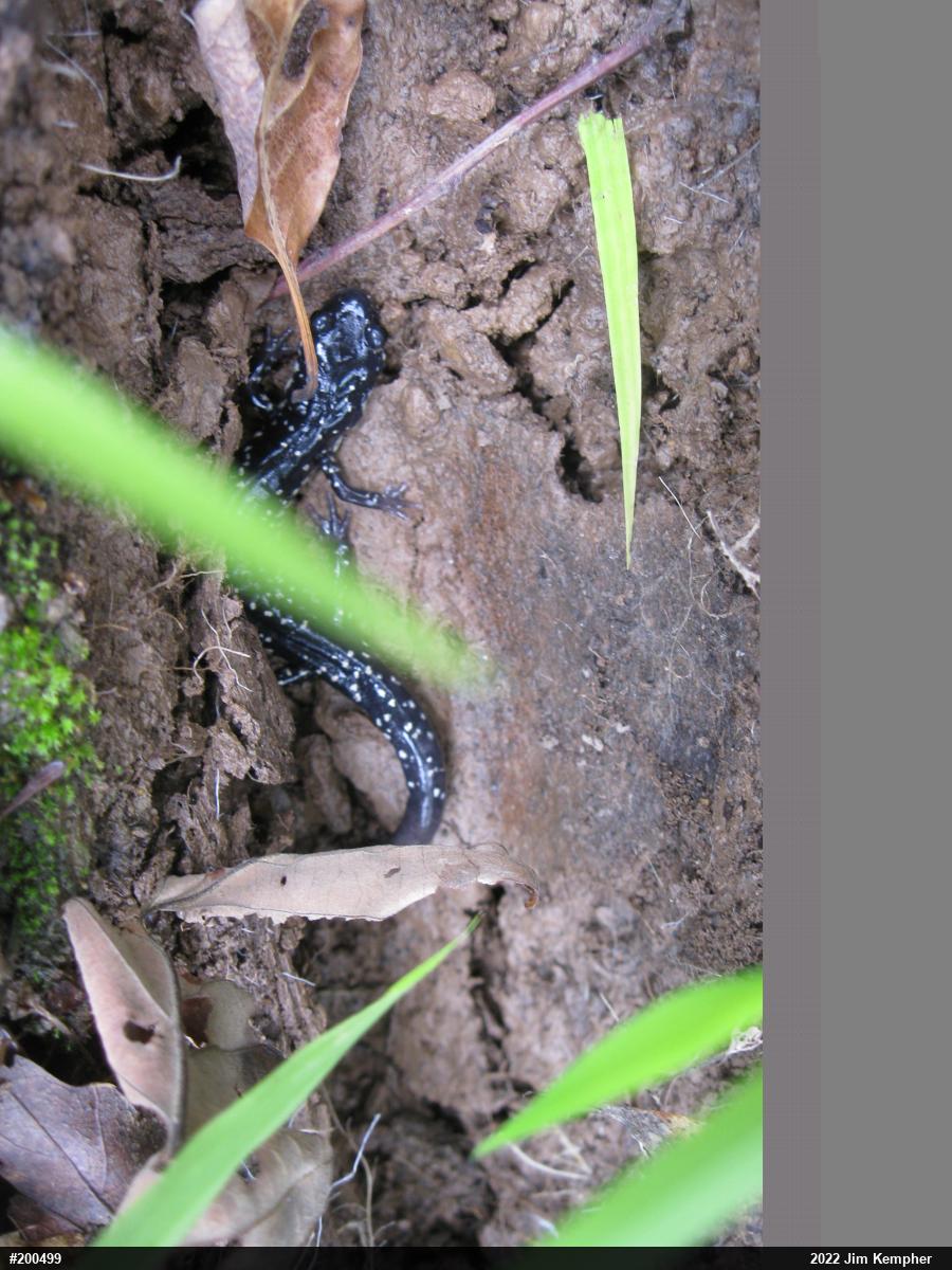 Northern Slimy Salamander