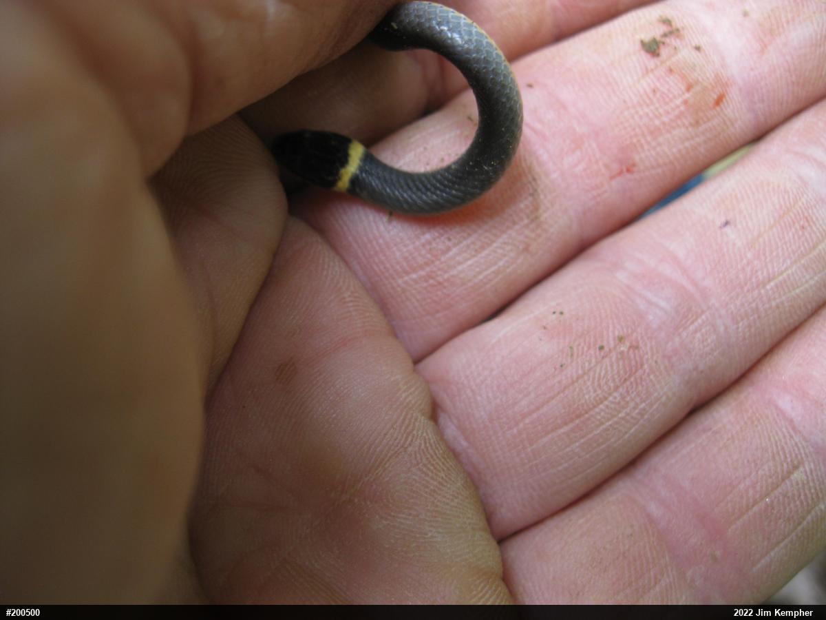 Northern Ring-necked Snake