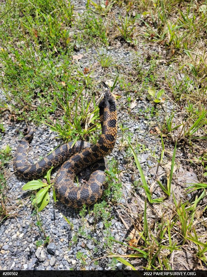 Eastern Hog-nosed Snake