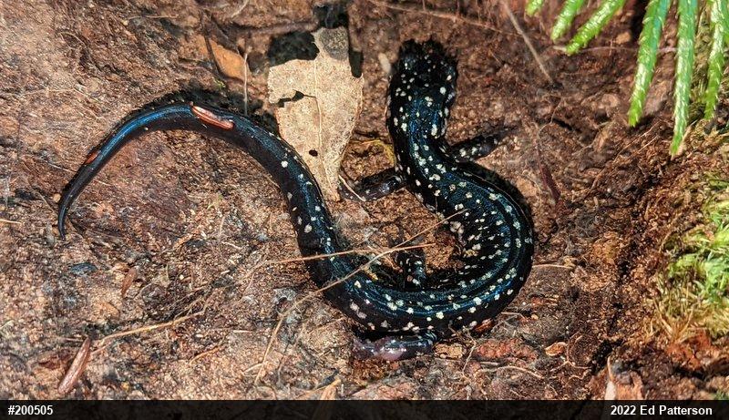Northern Slimy Salamander