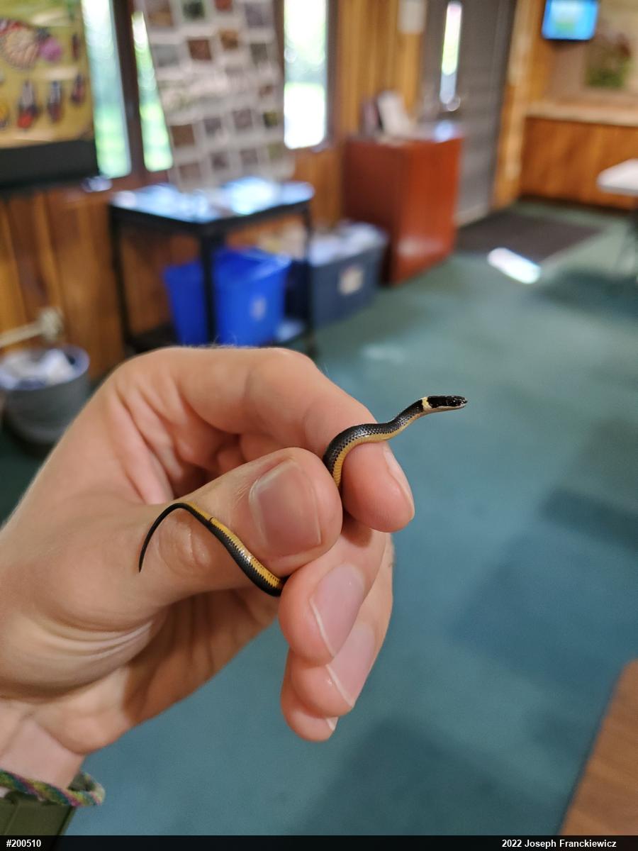 Northern Ring-necked Snake