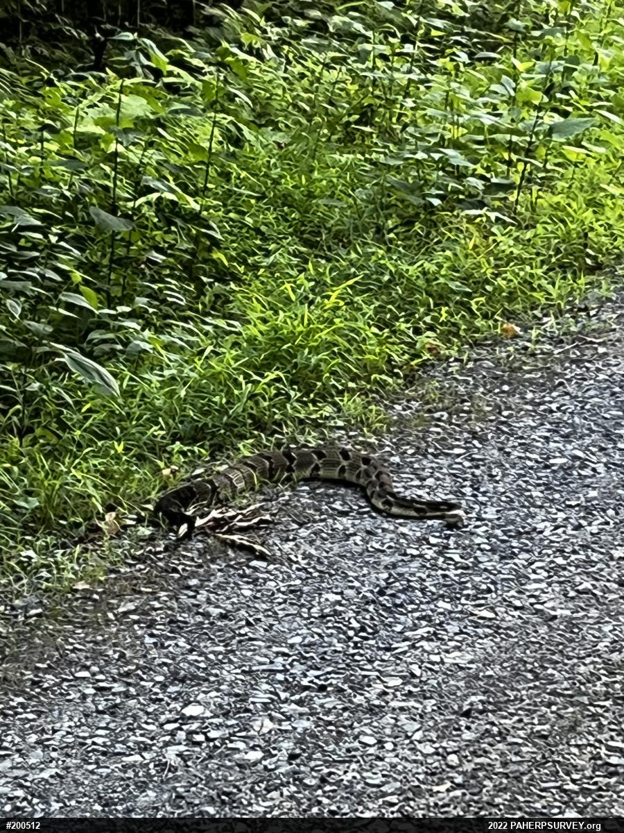 Timber Rattlesnake