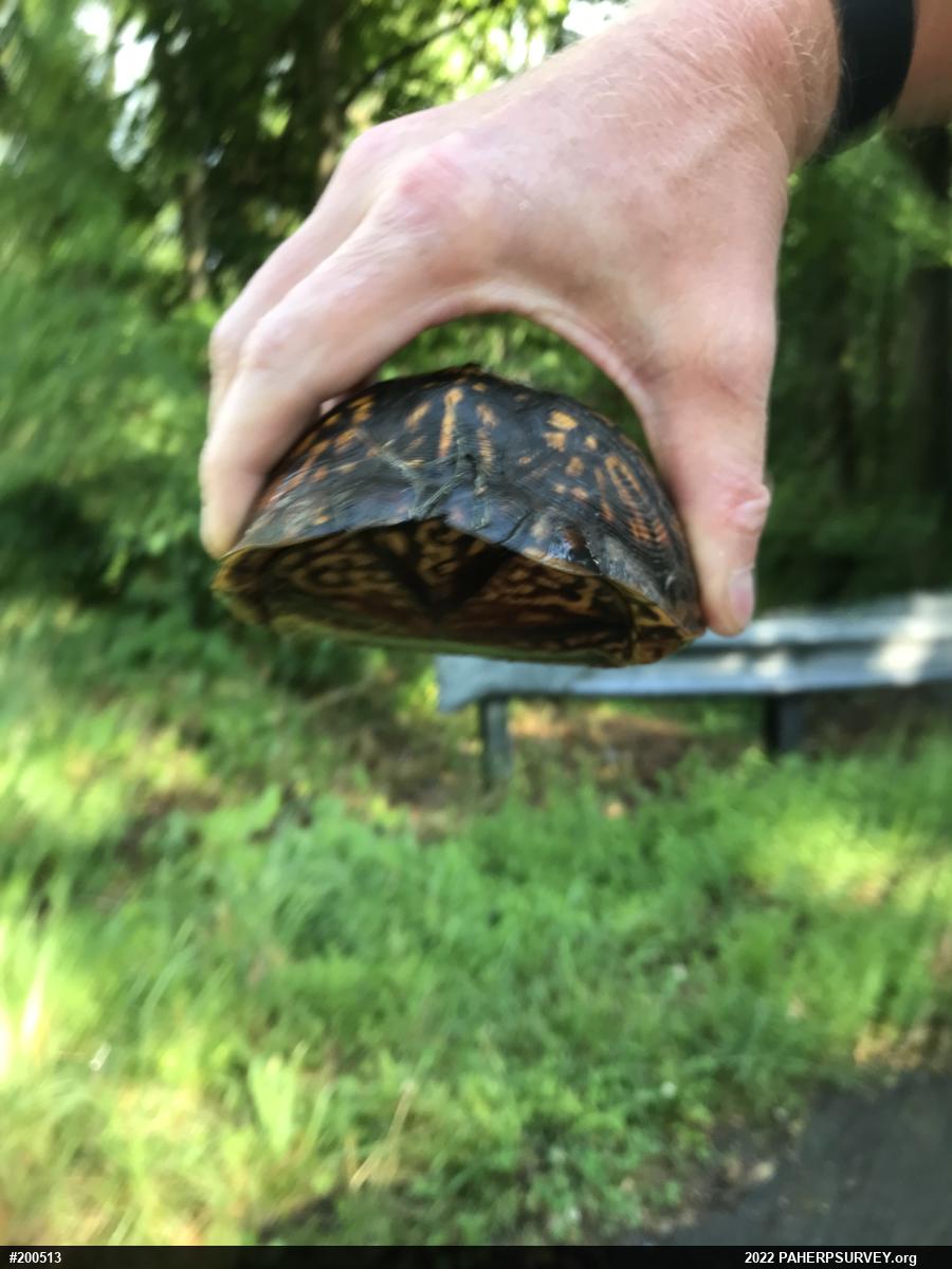 Eastern Box Turtle