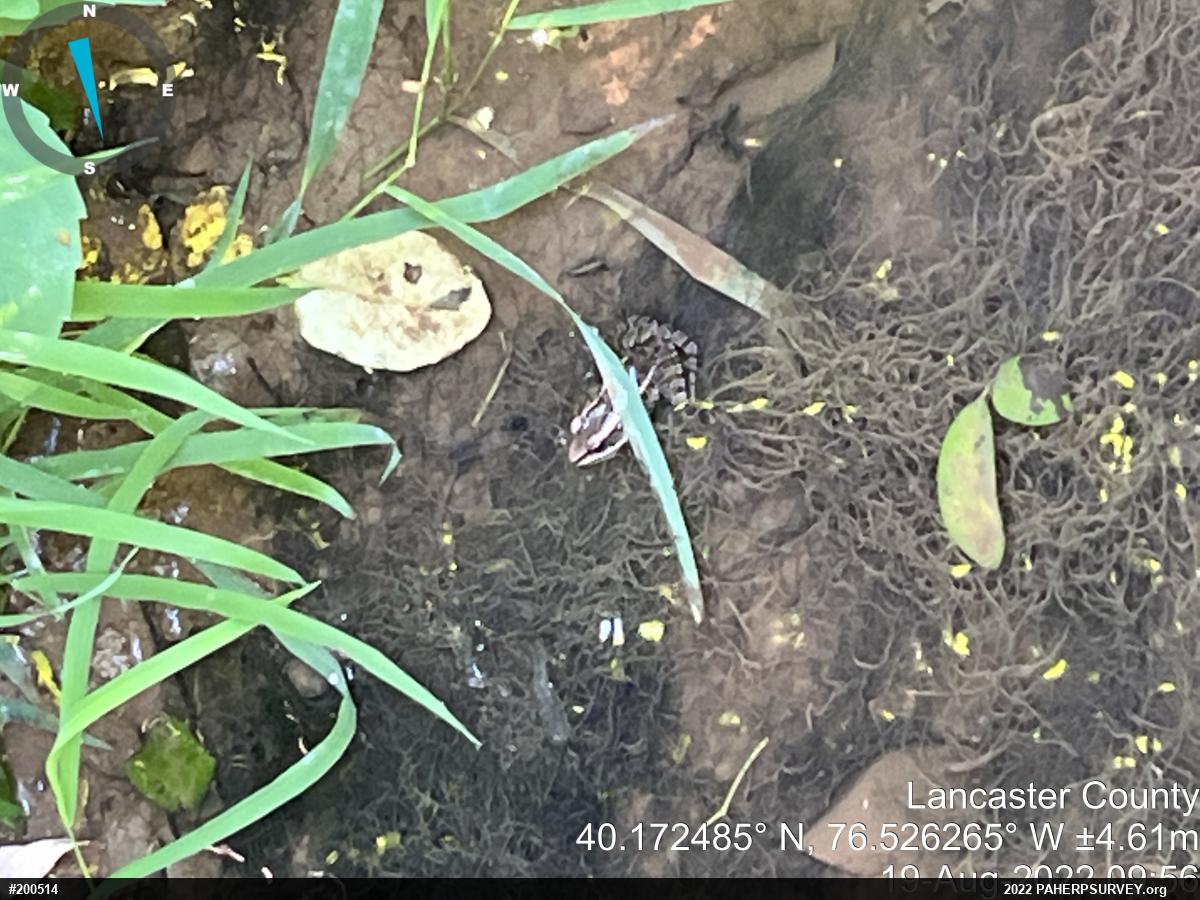 Pickerel Frog
