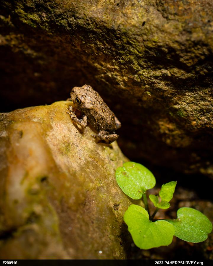Eastern American Toad