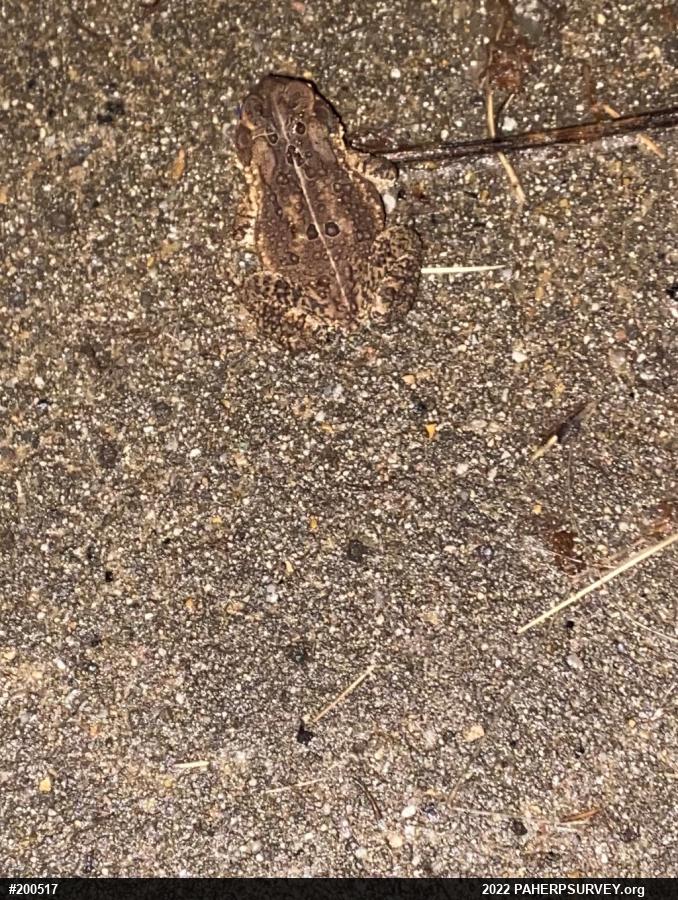 Eastern American Toad