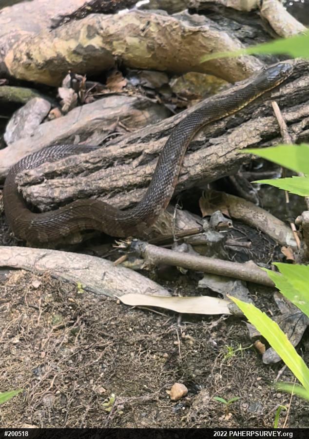 Northern Watersnake