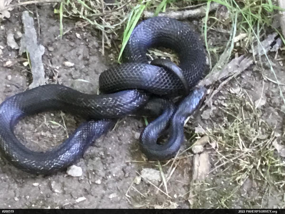 Eastern Ratsnake