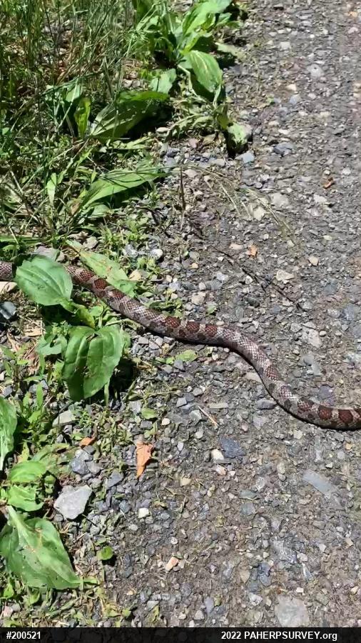 Eastern Milksnake