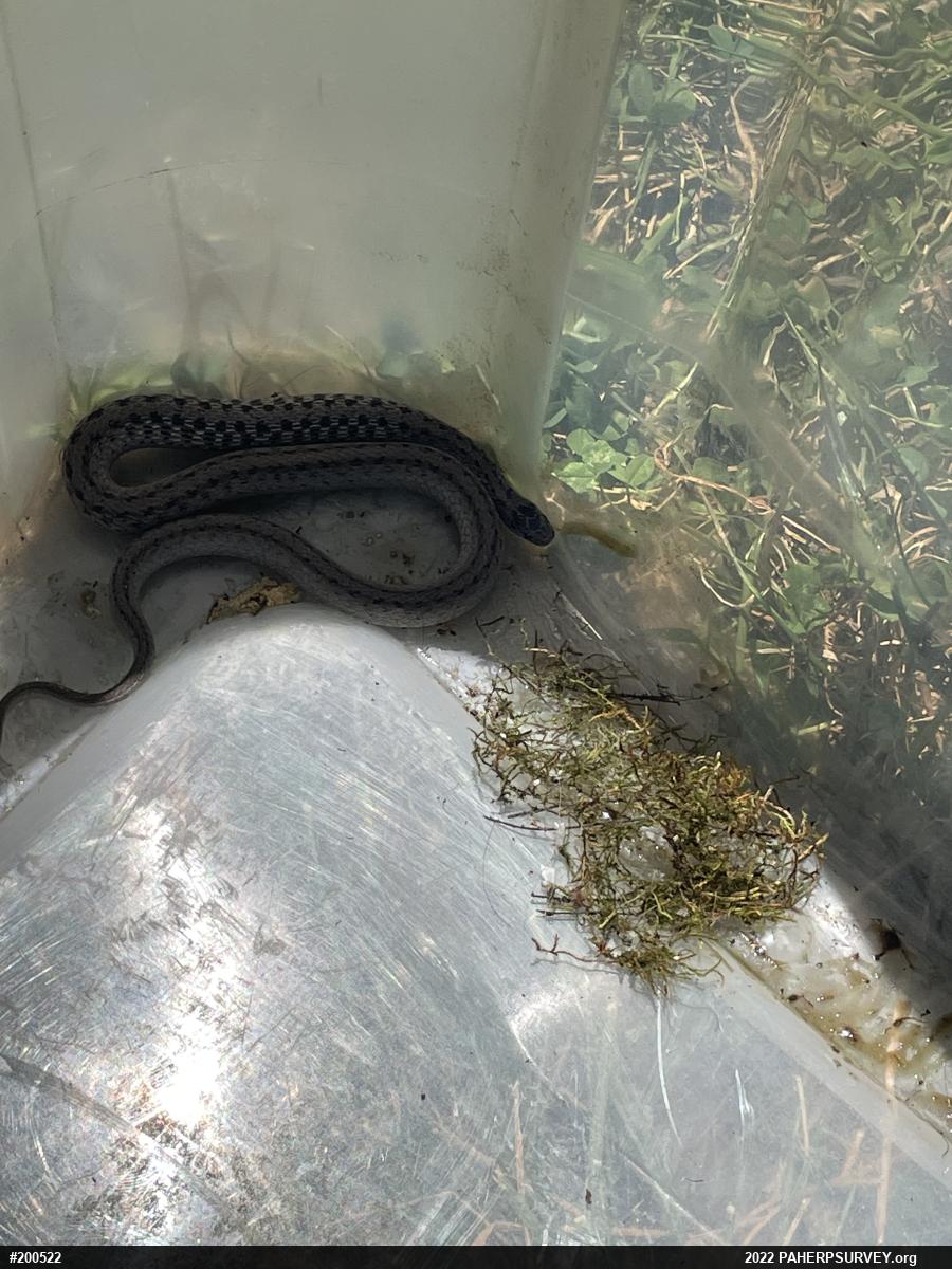 Dekay's Brownsnake
