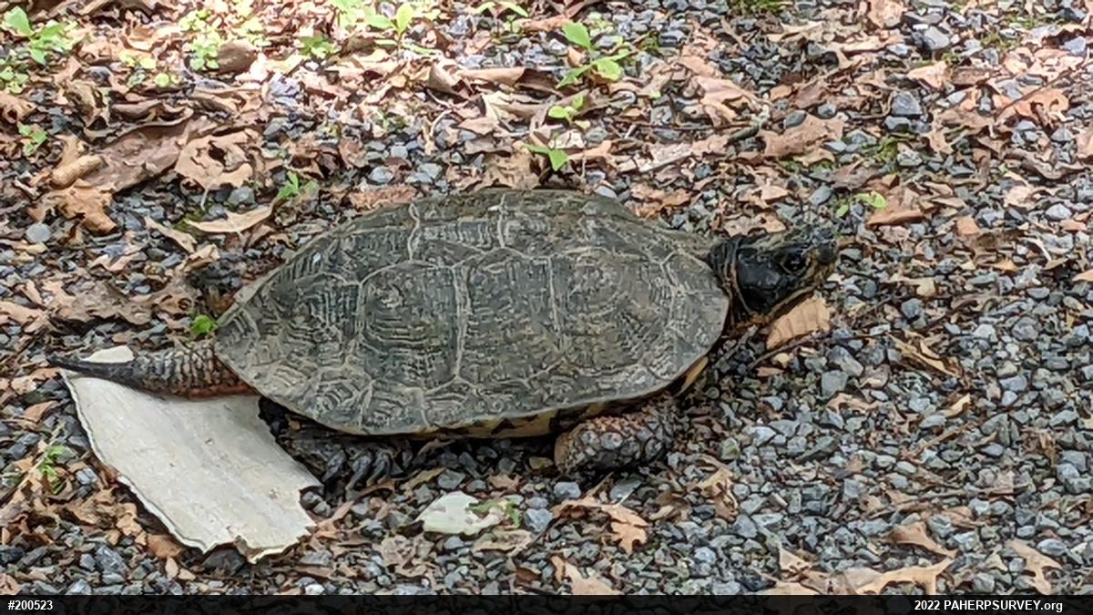Wood Turtle