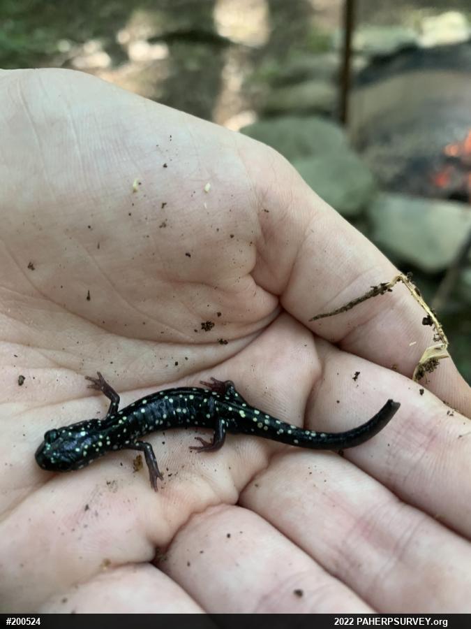 Northern Slimy Salamander