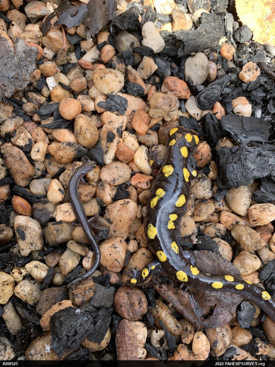 Eastern Red-backed  Salamander