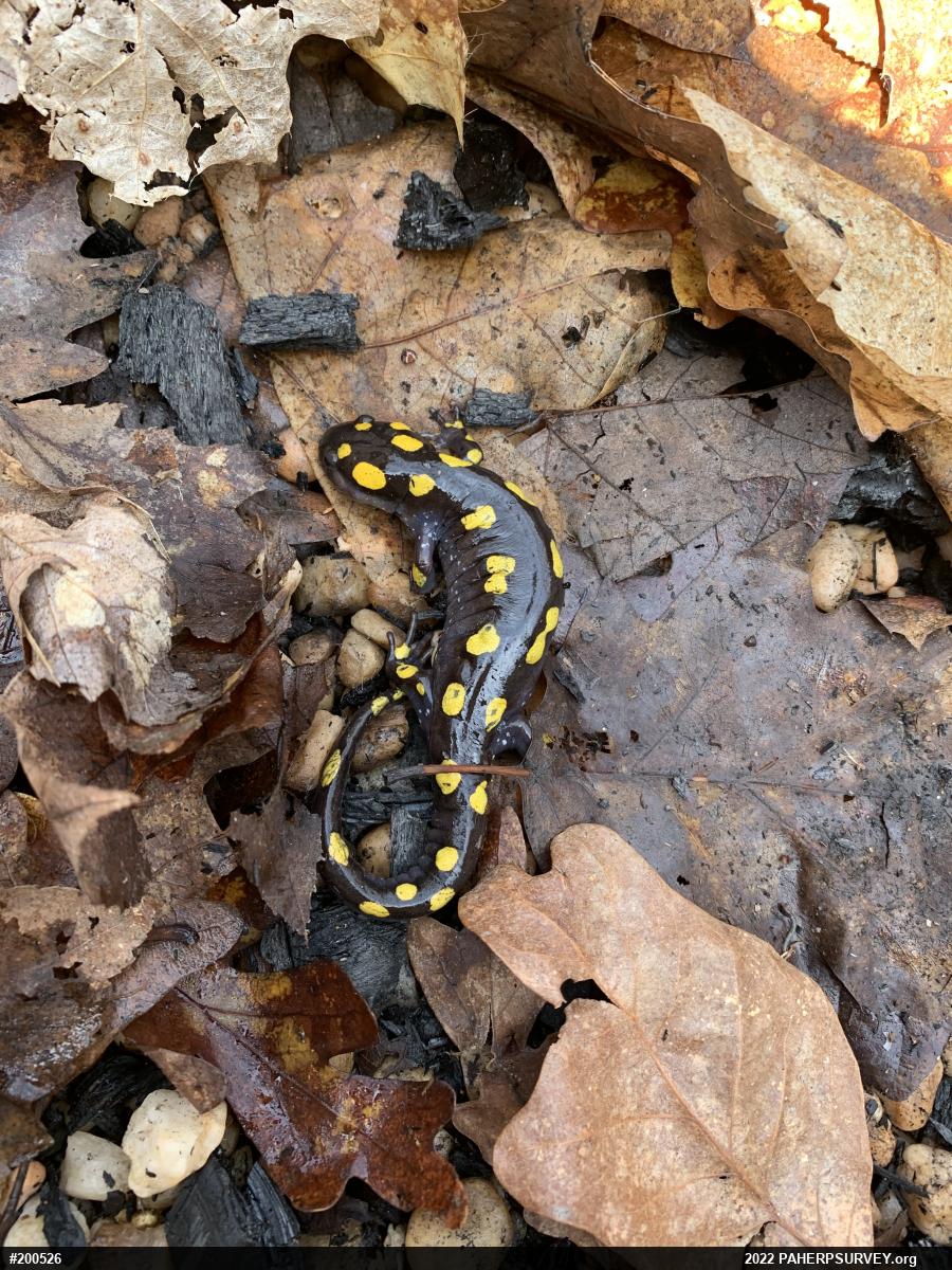 Spotted Salamander