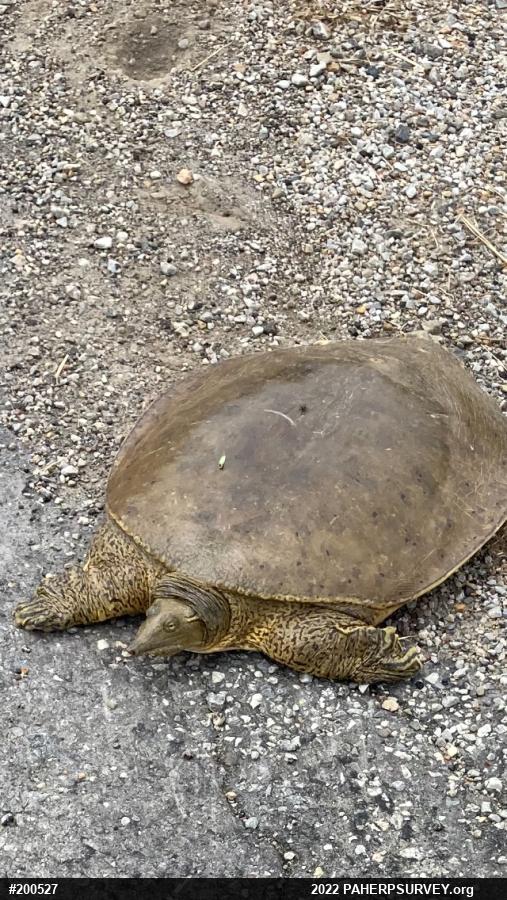 Eastern Spiny Softshell