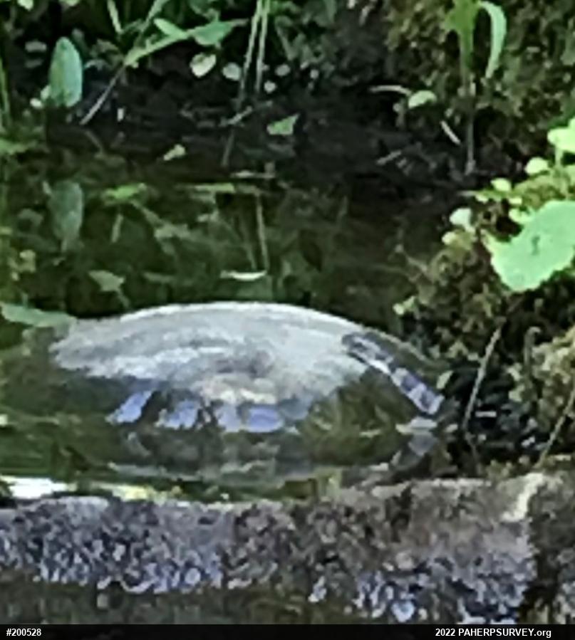 Northern Watersnake