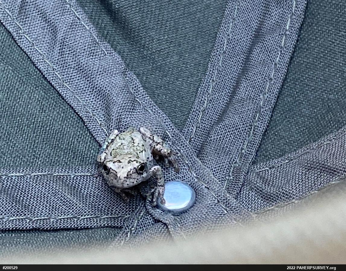 Unknown Gray Treefrog