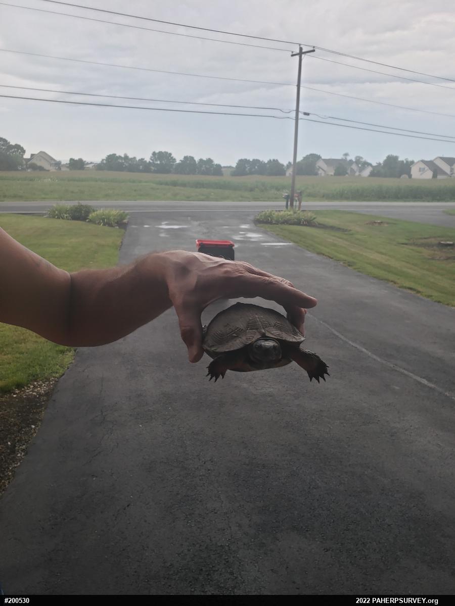Wood Turtle