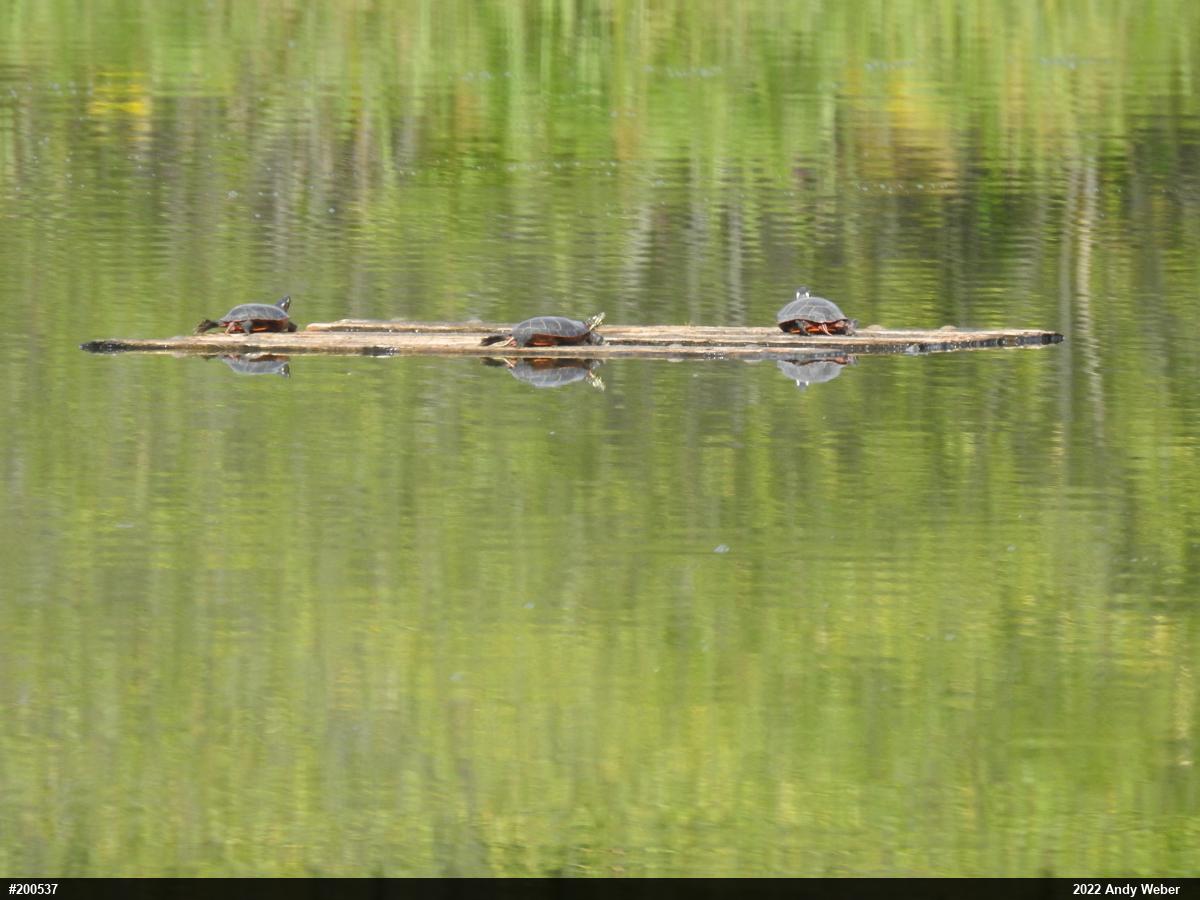 Painted Turtle