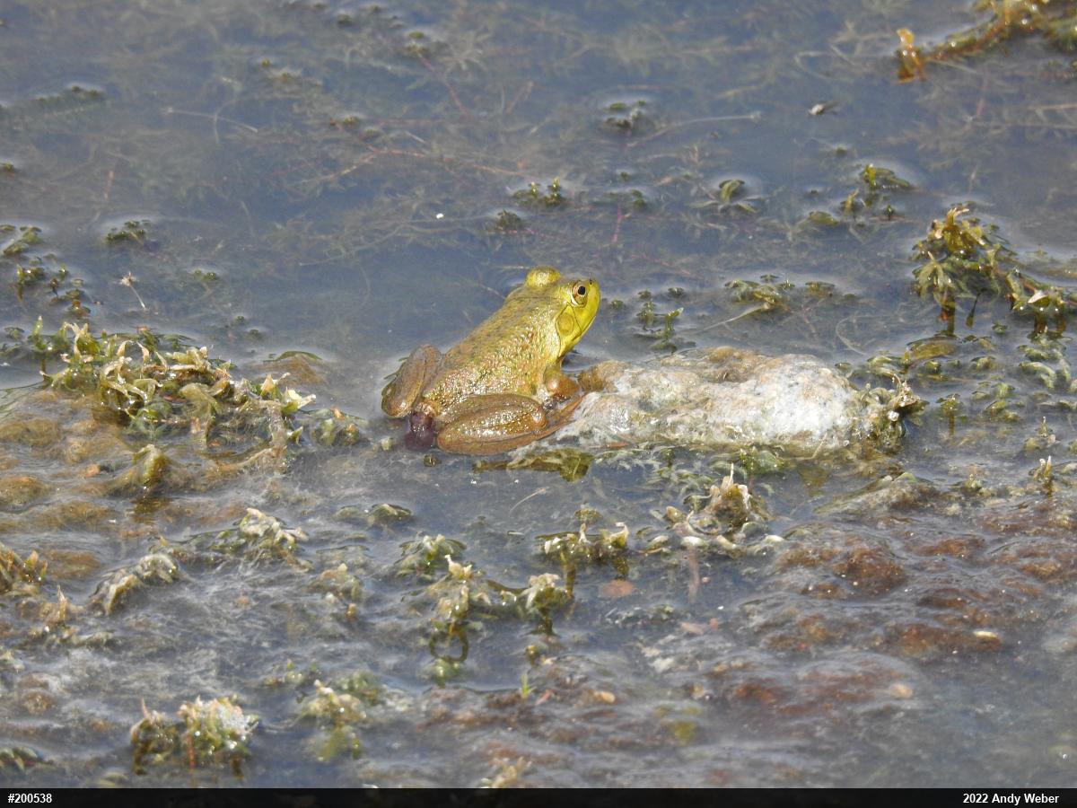 American Bullfrog