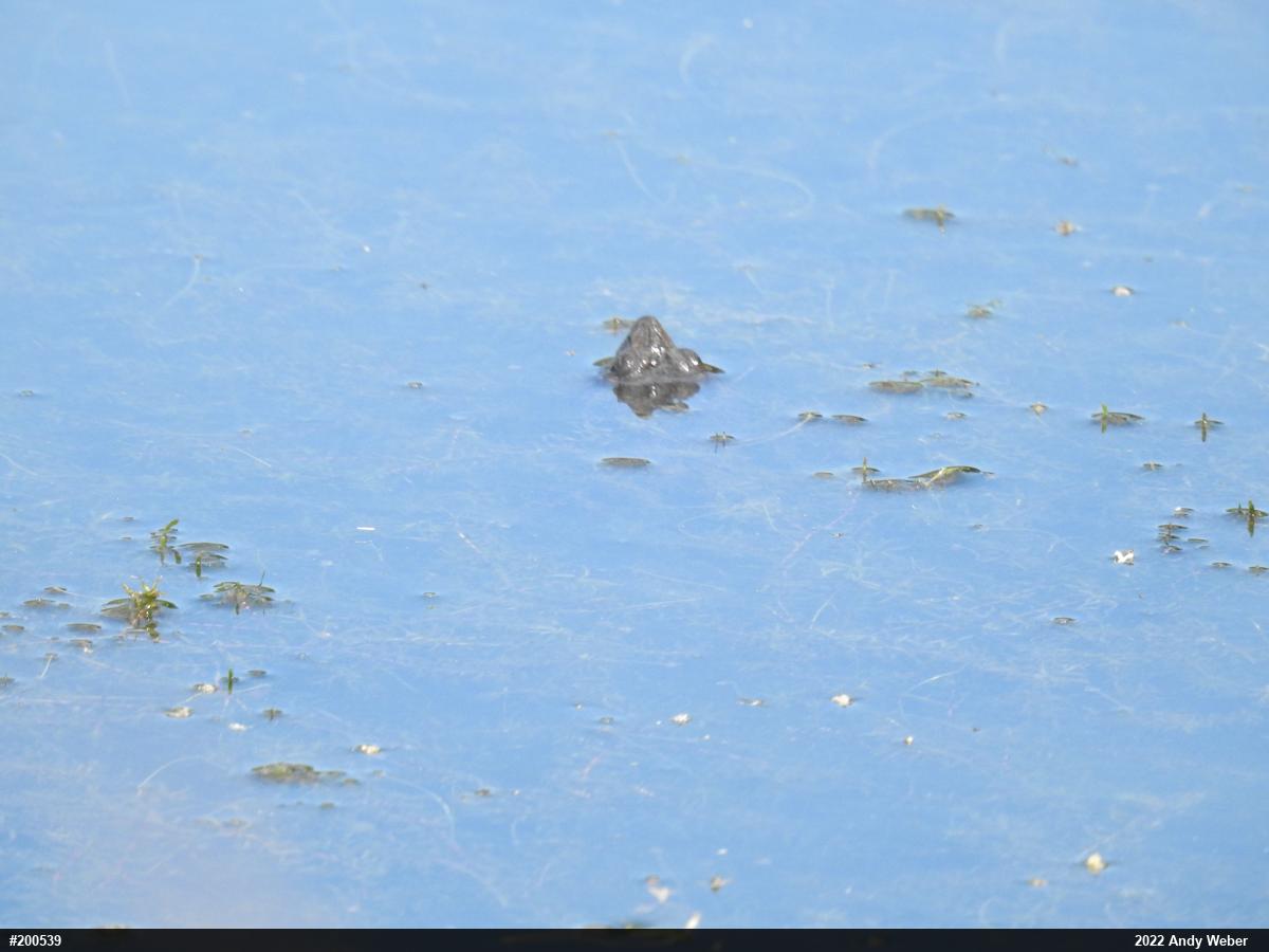 Snapping Turtle