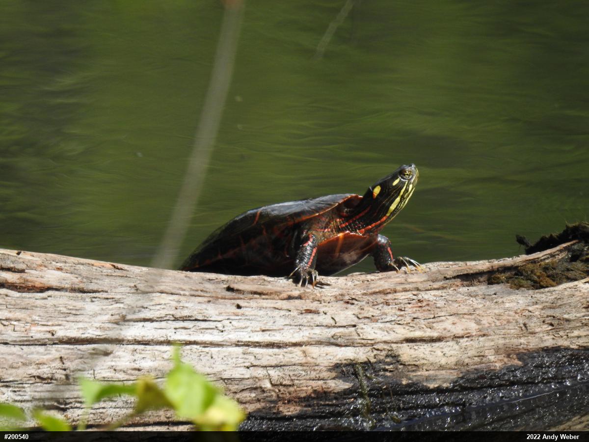 Painted Turtle